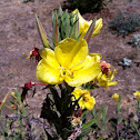 Evening primrose