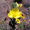 Evening primrose
