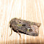 Bristly Cutworm