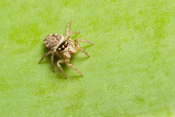 Spotting Image 1