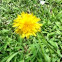Dandilion