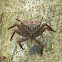 Mangrove Tree Crab