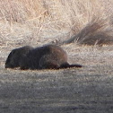 Woodchuck