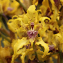 orchid