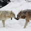 Timber Wolf