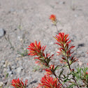 Scarlet Indian Paintbrush