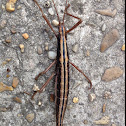 Southern Two Striped Walking Stick