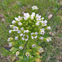 Field peppergrass