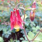 eastern red columbine