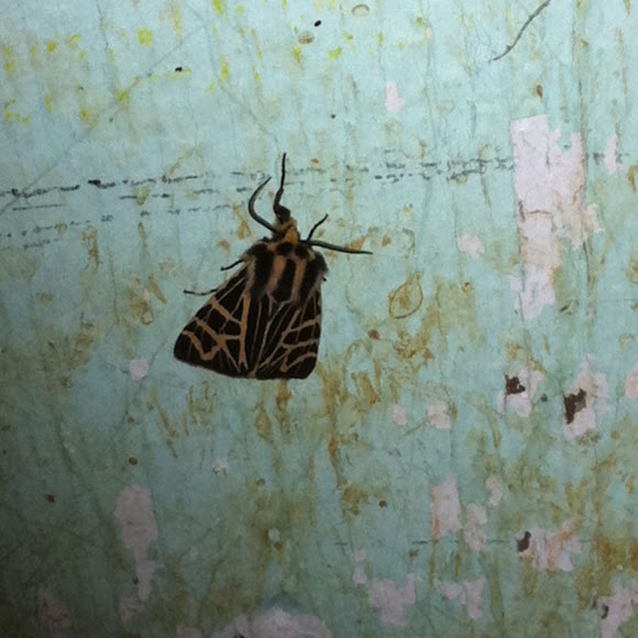 Spotting Image 1