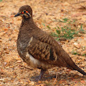 Squatter Pigeon