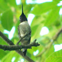 humming bird