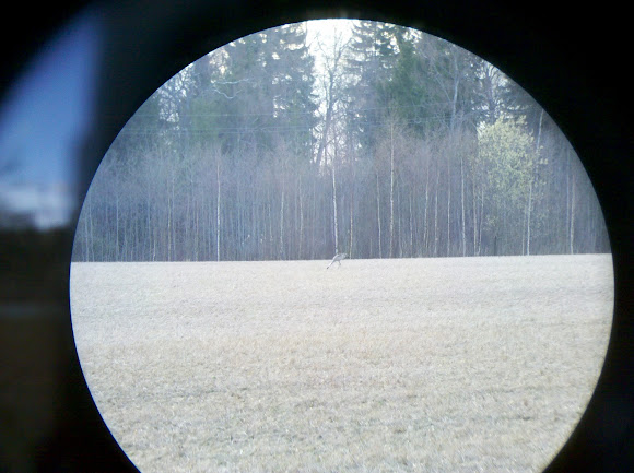 Spotting Image 1