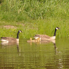 Canada Goose