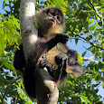 Yucatan Peninsula Biodiversity 