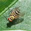 Fly