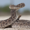 Western Diamondback