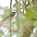 Blackpoll Warbler
