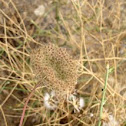 Queen Anne's Lace