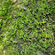 Green moss