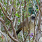 Masked Laughingthrush 黑臉噪鶥