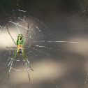 Orchard Orbweaver