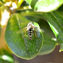 Unknown Hoverfly