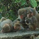 Rhesus Macaque