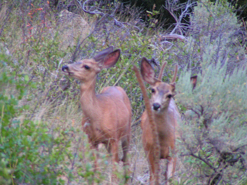 Spotting Image 1