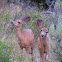 Mule deer