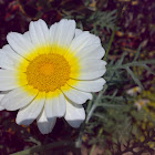 White Yellow Flower