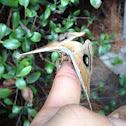 Polyphemus Moth