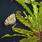 Paper Kite Butterfly