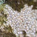 Lichen