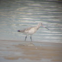 Bar-tailed godwit / Aguja colipinta