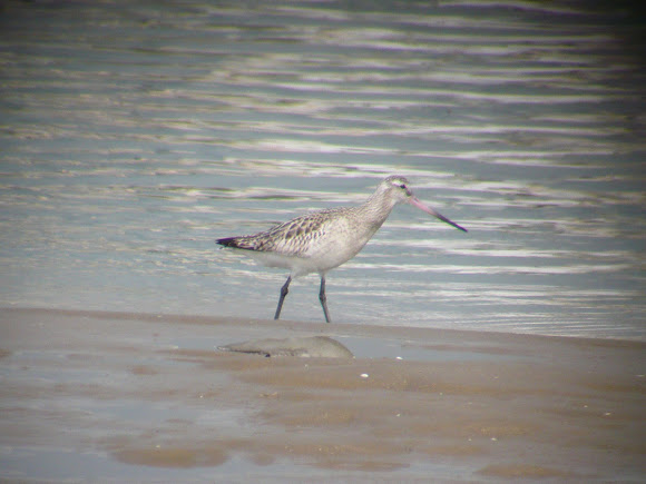 Spotting Image 1