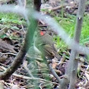 Ruby-crowned kinglet