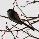Long tailed tit