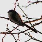 Long tailed tit