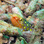 Many-eyed Snake Eel
