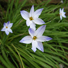 Rain Lily