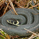 Grass snake