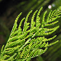 Cut-leaved Grape Fern