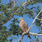 Águila colorada