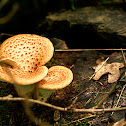 Dryad's saddle