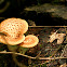 Dryad's saddle