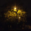 Plane Tree