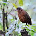 Giant Antpitta