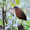 Giant Antpitta