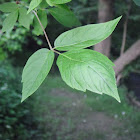 Ashleaf Maple aka Box-elder